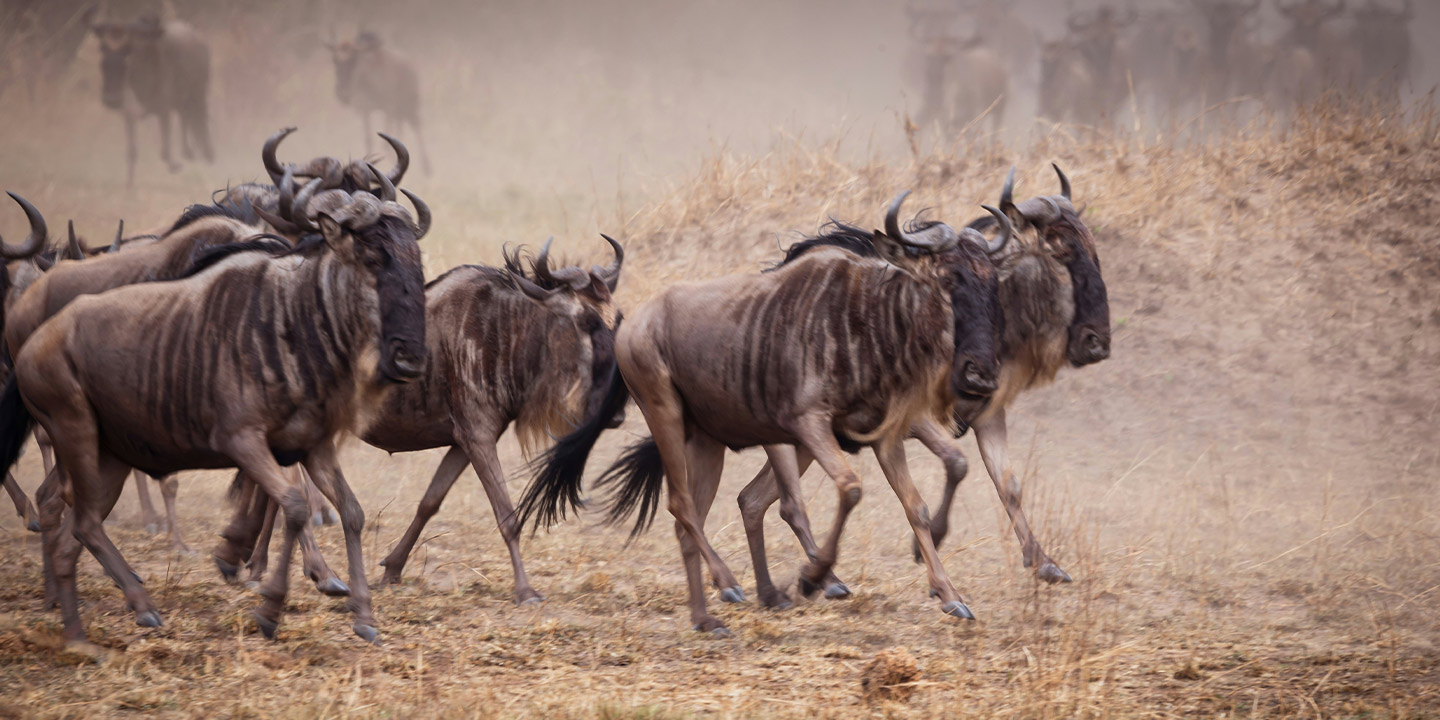 10-Day Great Migration Adventure + Zanzibar Beach Safari