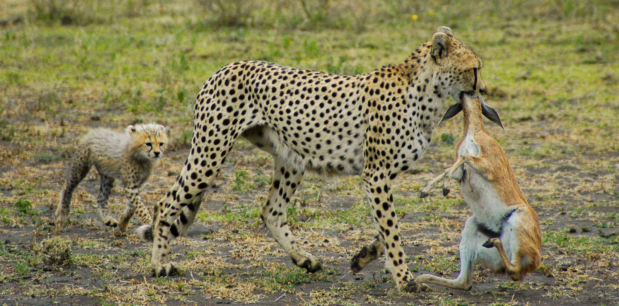 2-Day Tarangire and Ngorongoro crater Adventure Safari