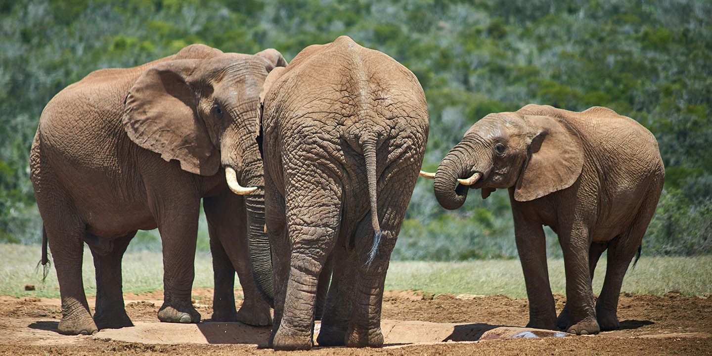 2-day-adventure-to-tarangire-ngorongoro-safari