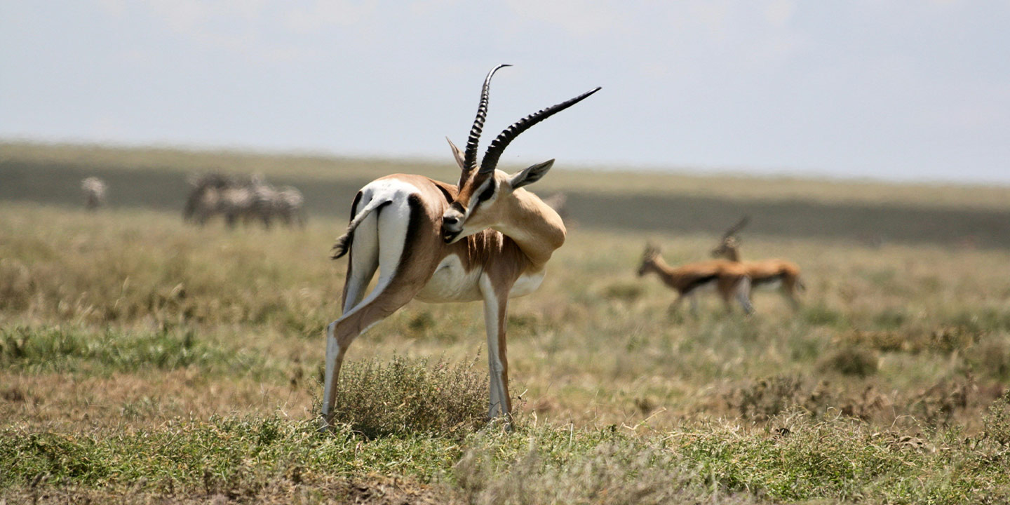 4 Days Arusha NP, Tarangire, Ngorongoro & Manyara Safari