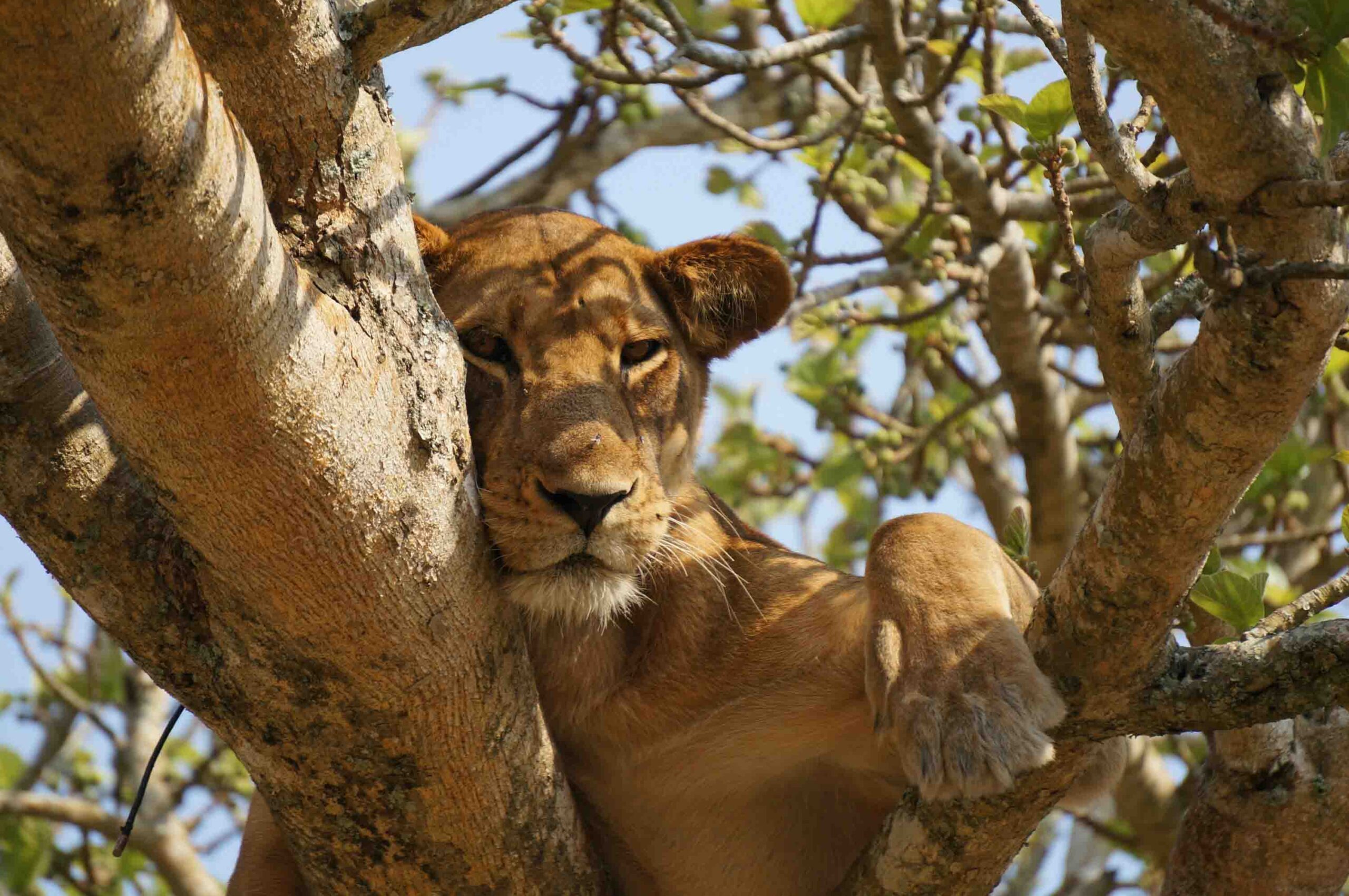 lion on tree