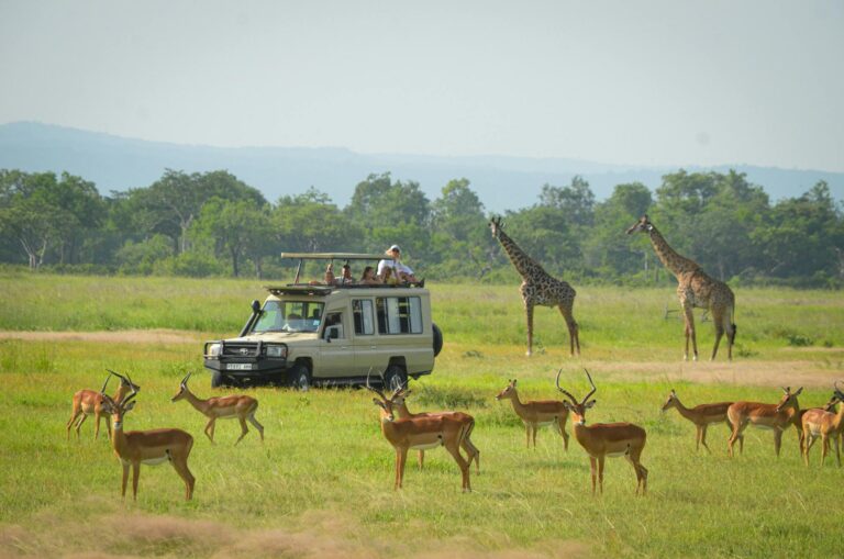 2-Day Mikumi Safari from Dar by Fast Train