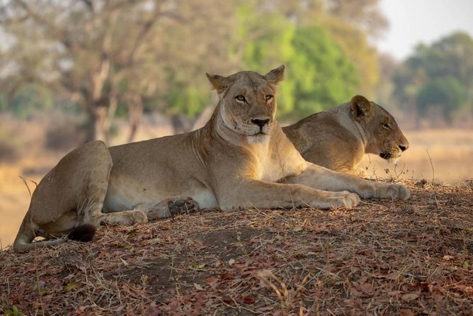 Day Trip to Nyerere National Park from Zanzibar