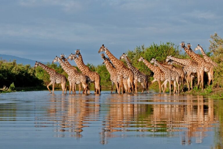 Zanzibar to Nyerere National Park
