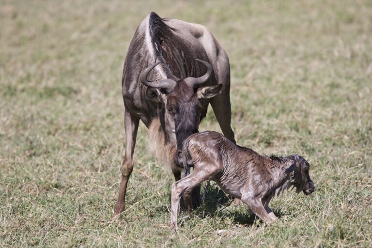 4 Day Calving Season Safari