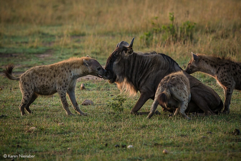 5-Day Great Migration Safari
