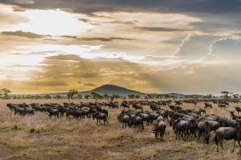 5-Day Great Migration Safari