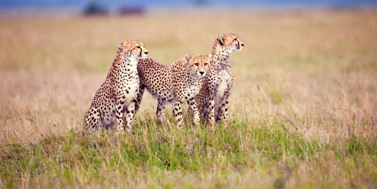 6-Day Northern Circuit Safari