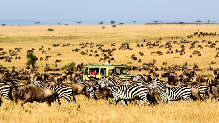 6-Day Northern Circuit Safari