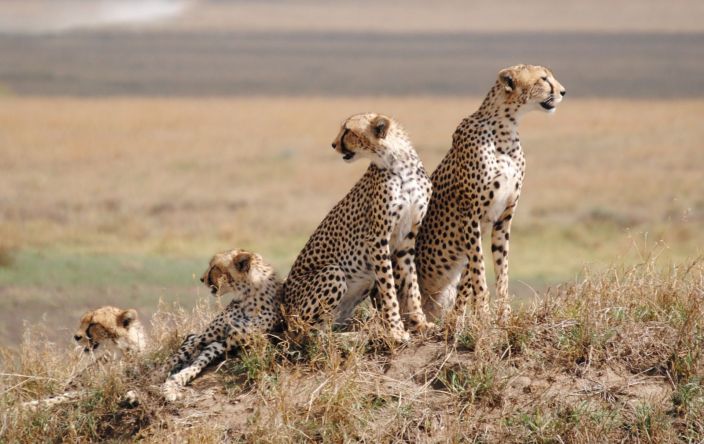 4 Day Calving Season Safari