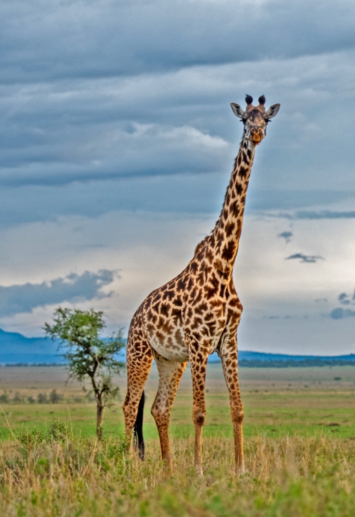 3-Day Fly In Safari to Serengeti and Ngorongoro from Zanzibar