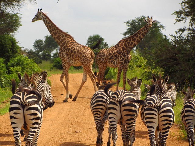 1-Day Mikumi Safari from Zanzibar