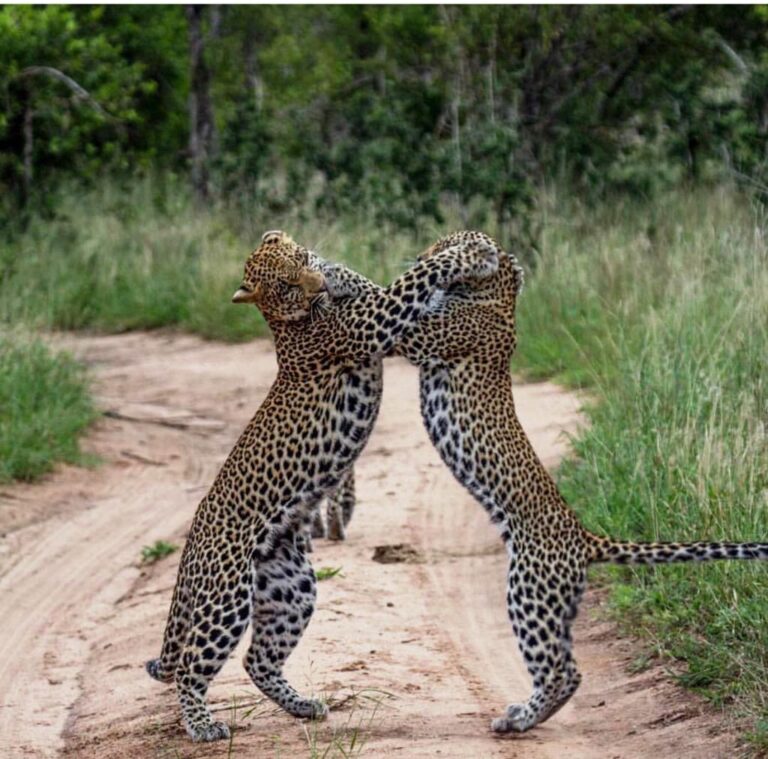 3-Day Fly In Safari to Serengeti and Ngorongoro from Zanzibar