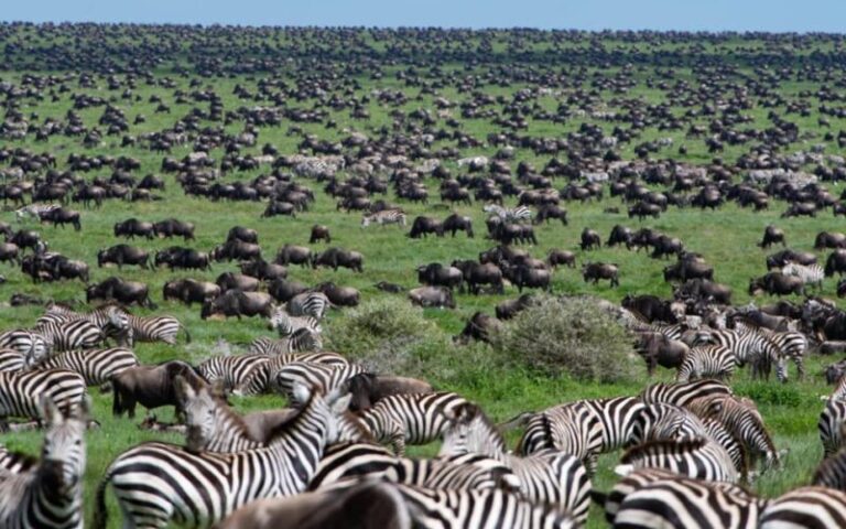 4 Day Calving Season Safari