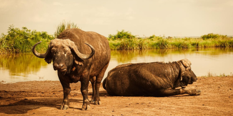 Ngorongoro Crater