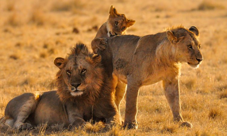 6-Day Northern Circuit Safari