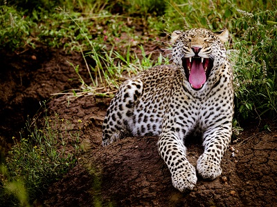 Nyerere National Park
