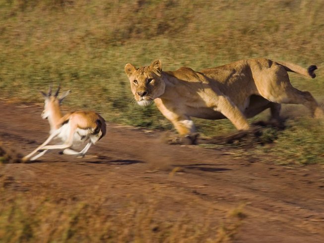 5-Day Private Safari to Serengeti Ngorongoro & Tarangire