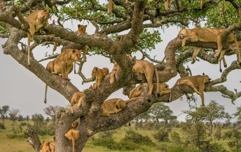3-Day Fly In Safari to Serengeti and Ngorongoro from Zanzibar