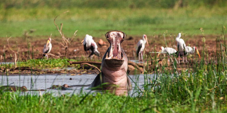 Tarangire National Park