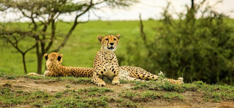 Tarangire National Park cheetahs-tarangire