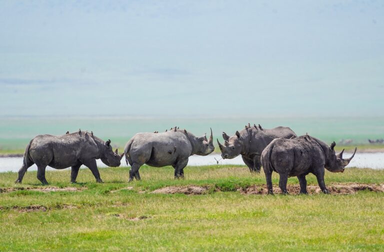 2-Day Tarangire and Ngorongoro Crater Safari