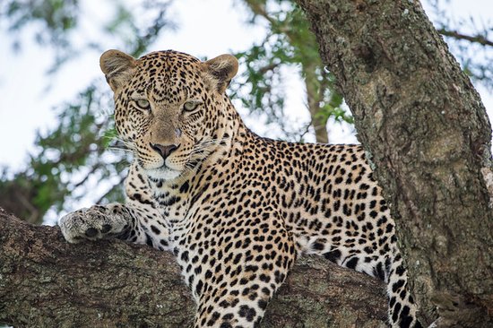 2-Day Serengeti and Ngorongoro Safari from Zanzibar